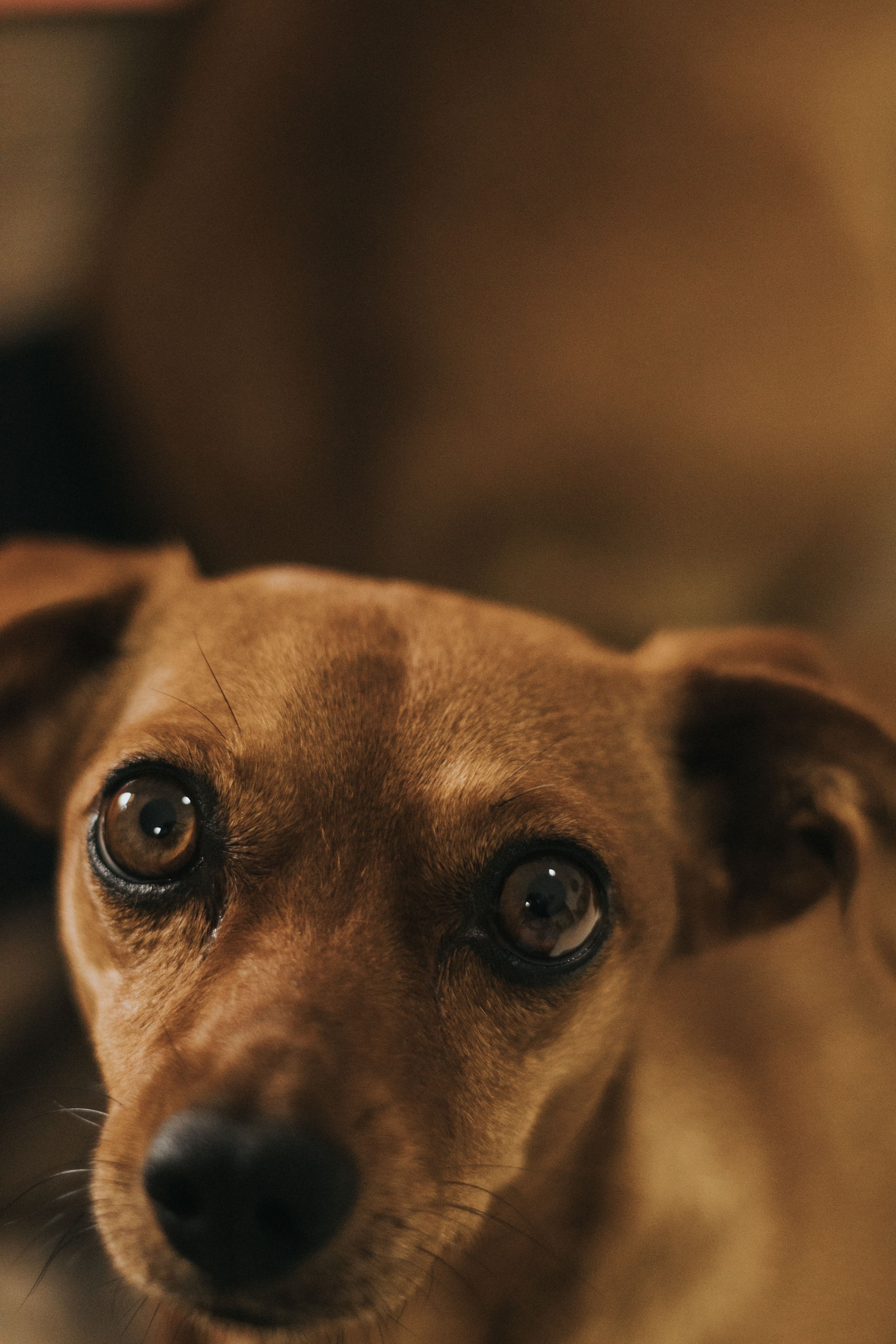 Cachorro de pelagem caramelo olhando para a câmera com olhos curiosos
